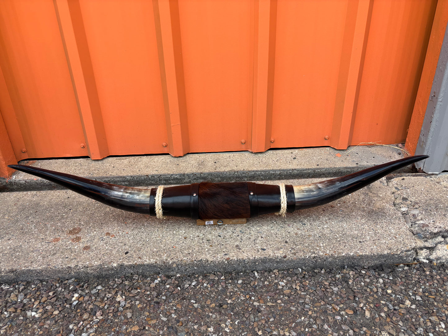 Jefe's SPECIAL #1233 - 39" - XXXL "Cuatro Pies" Bull Horns - Polished Steer Longhorn Mounted Taxidermy - South West Art Cowboy Ranch Decor (Copy) (Copy)