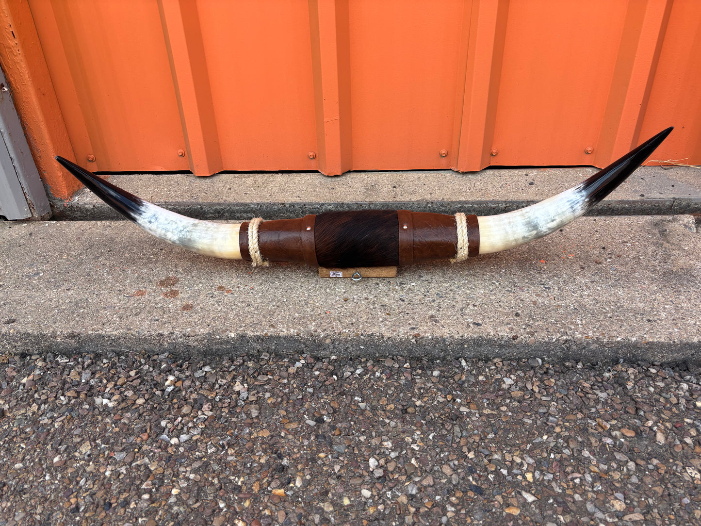 Jefe's SPECIAL #1238 - 35" - XXL "Tres Pies" Bull Horns - Polished Steer Longhorn Mounted Taxidermy - South West Art Cowboy Ranch Decor (Copy) (Copy) (Copy)