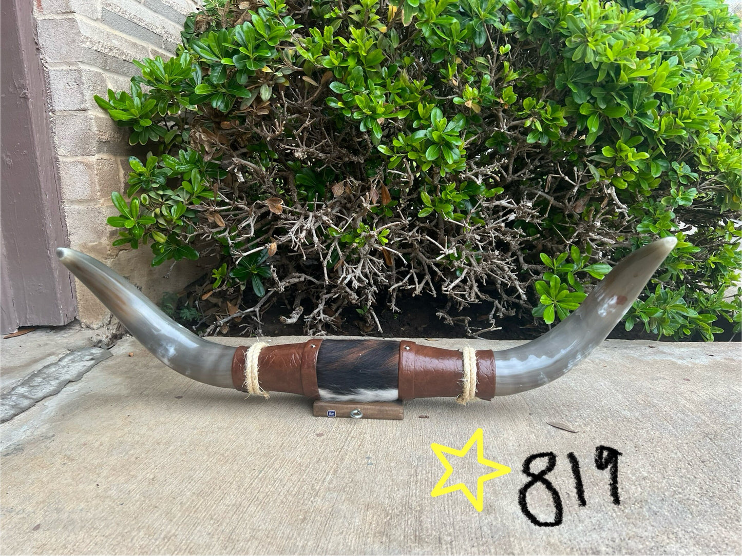 Jefe's SPECIAL #750: XL "Doble Grande" - 27" - Mocha & Curved Black Tip Horns - Polished Mount Longhorn Steer Bull Cowboy Art Decor