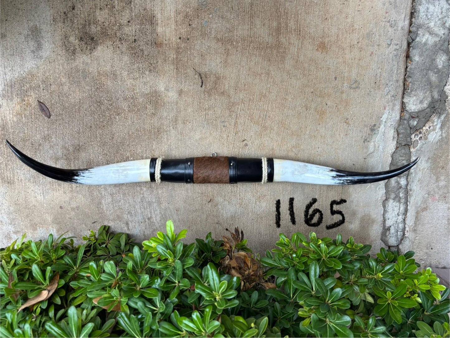 Jefe's SPECIAL #1165 - 40" - XXXL "Cuatro Pies" Bull Horns - Polished Steer Longhorn Mounted Taxidermy - South West Art Cowboy Ranch Decor