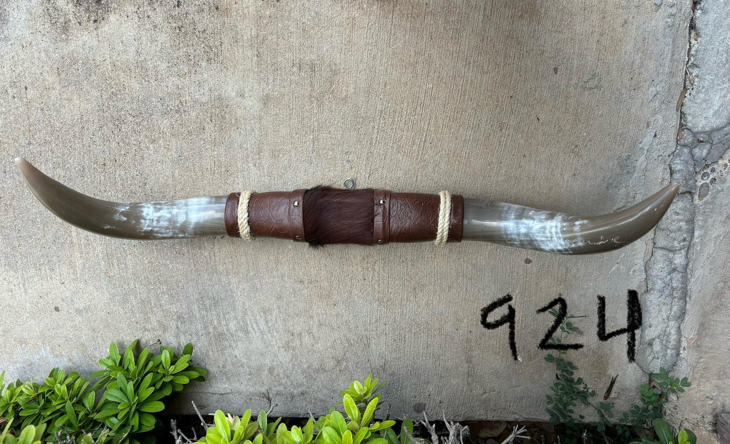 Jefe's SPECIAL #924 - 31" - XL "Doble Grande" Bull Horns - Polished Steer Longhorn Mounted Taxidermy South West Art Cowboy Ranch Wall Decor