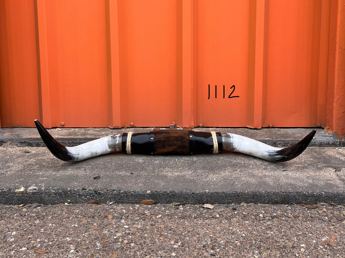 Jefe's SPECIAL #1112 - 34" - XXL "Tres Pies" Bull Horns - Polished Steer Longhorn Mounted Taxidermy - South West Art Cowboy Ranch Wall Decor