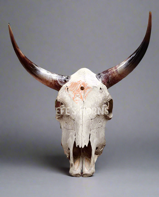 Jefe's Large Skull “Calavera Grande” - Custom Polished Steer Bull Longhorn Mounted Taxidermy - South West Tex-Mex Art - Cowboy Country Rustic Ranch Decor