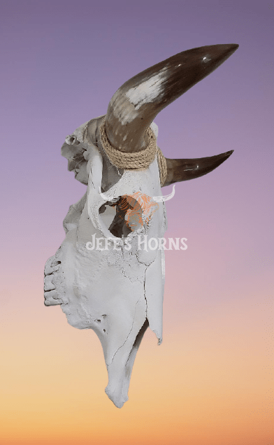 Jefe's Skull “Calavera Sencilla” - Custom Polished Steer Bull Longhorn Mounted Taxidermy - South West Tex-Mex Art - Cowboy Country Rustic Ranch Decor