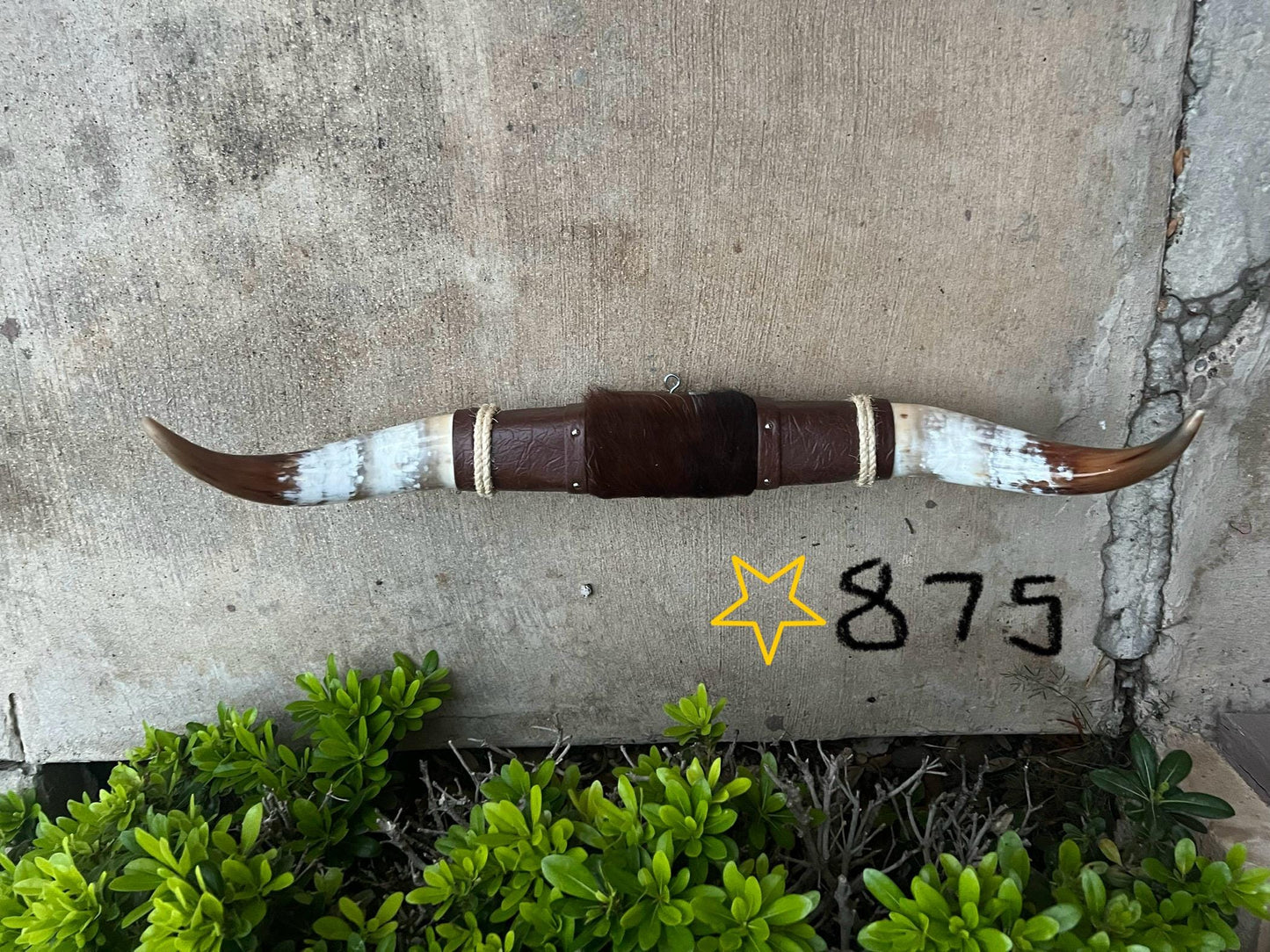 Jefe's SPECIAL #875 - 34" - XXL "Tres Pies" Bull Horns - Polished Steer Longhorn Mounted Taxidermy - South West Art Cowboy Ranch Wall Decor