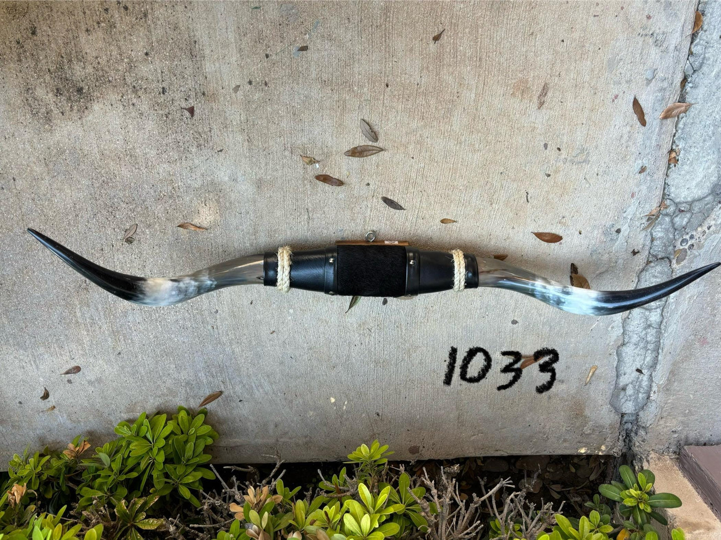 Jefe's SPECIAL #1033 - 35" - XXL "Tres Pies" Bull Horns - Polished Steer Longhorn Mounted Taxidermy - South West Art Cowboy Ranch Wall Decor