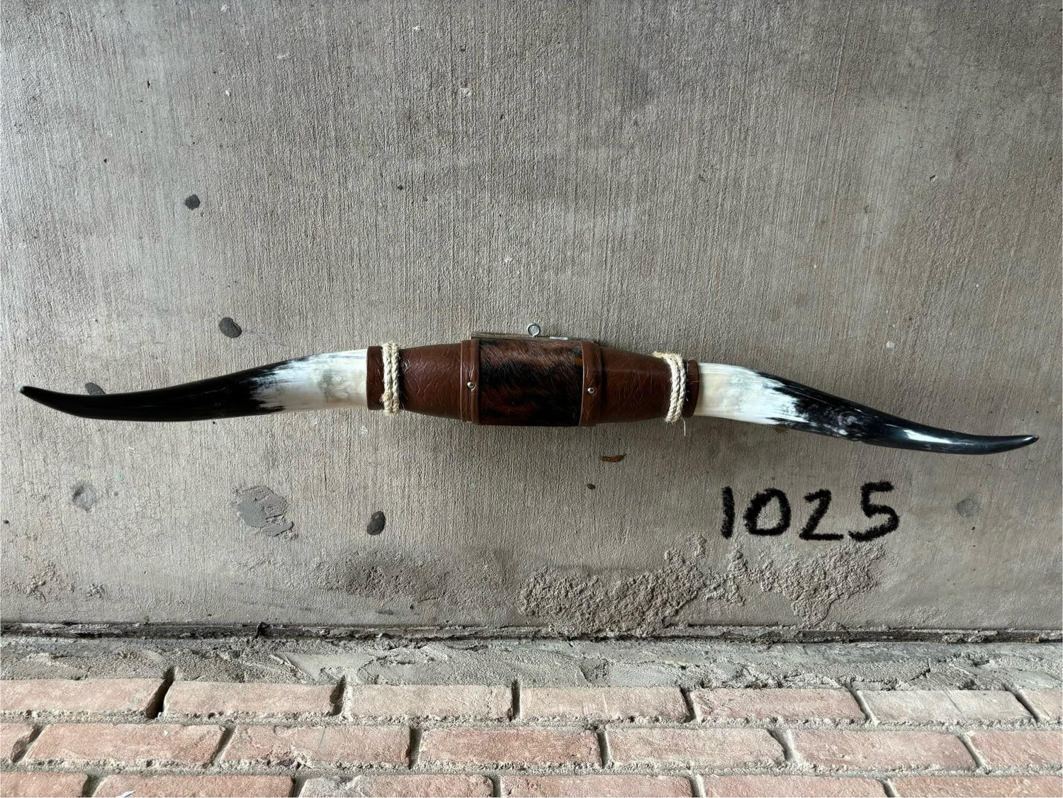 Jefe's SPECIAL #1025- 36" - XXL "Tres Pies" Bull Horns - Polished Steer Longhorn Mounted Taxidermy - South West Art Cowboy Ranch Wall Decor