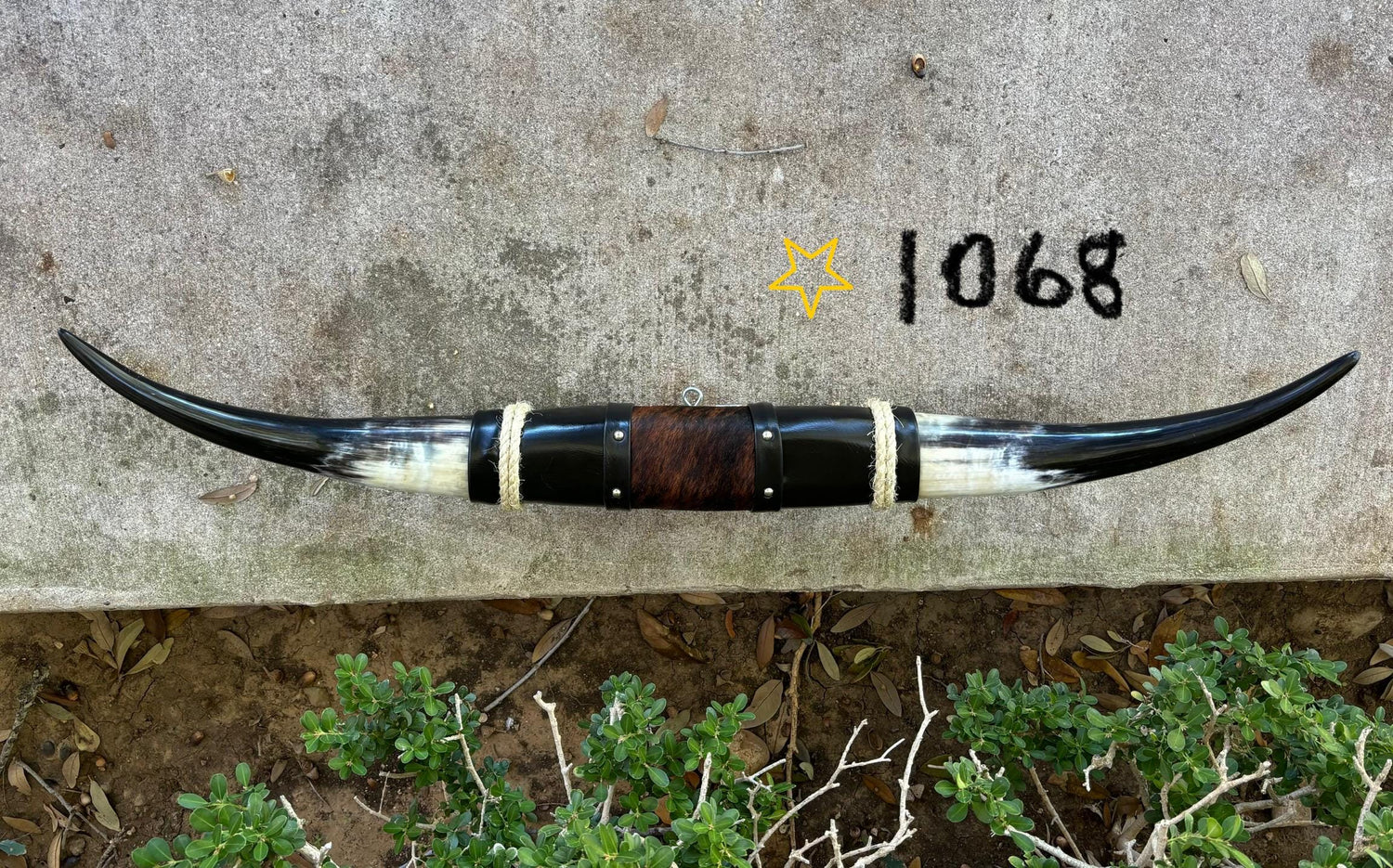 Jefe's SPECIAL #1068 - 35" - XXL "Tres Pies" Bull Horns - Polished Steer Longhorn Mounted Taxidermy - South West Art Cowboy Ranch Wall Decor