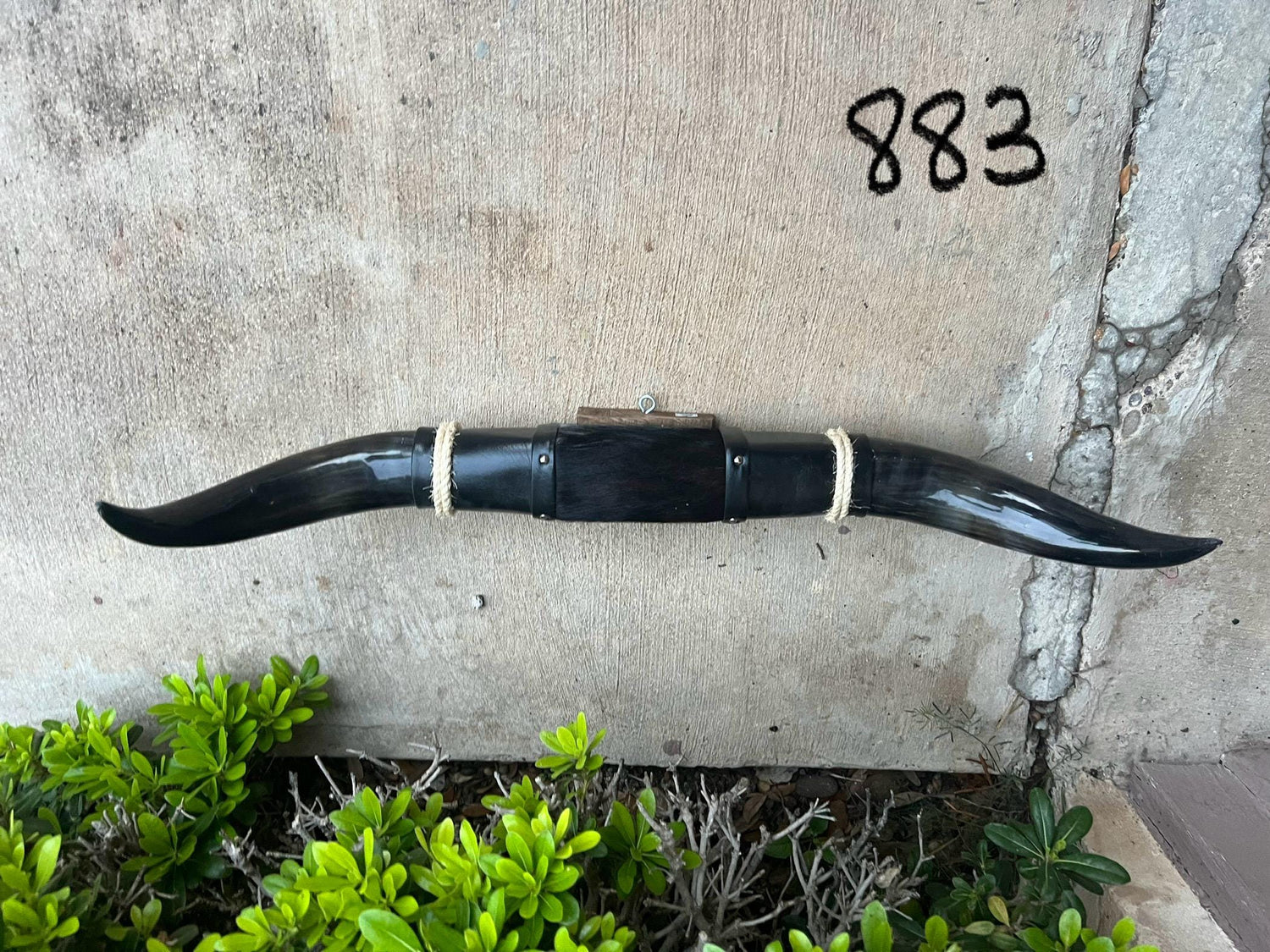 Jefe's SPECIAL #883 - 32" - XL "Doble Grande" Bull Horns - Polished Steer Longhorn Mounted Taxidermy South West Art Cowboy Ranch Wall Decor