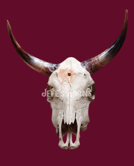 Jefe's Large Skull “Calavera Grande” - Custom Polished Steer Bull Longhorn Mounted Taxidermy - South West Tex-Mex Art - Cowboy Country Rustic Ranch Decor